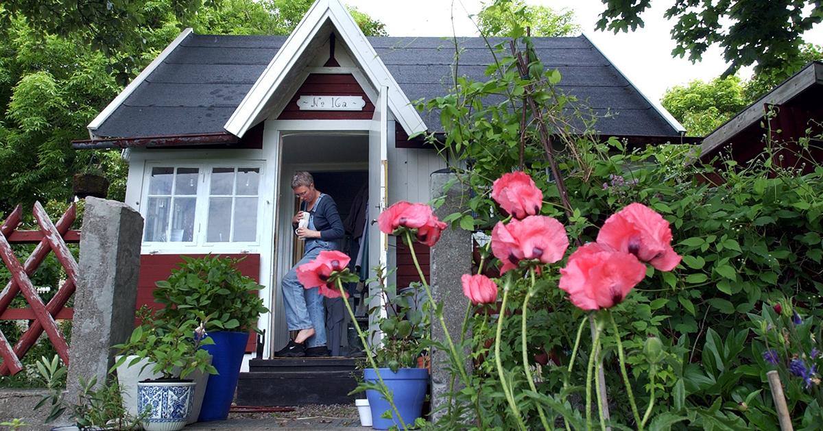 Sommar i en koloniträdgård.