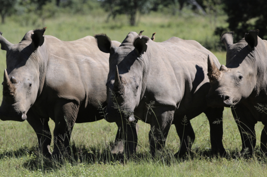 Nästan 23 300 noshörningar strövade på den afrikanska kontinenten i slutet av förra året.