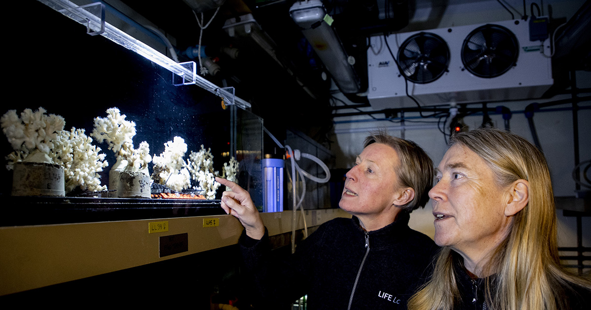 På Tjärnö marina laboratorium i Bohuslän pågår forskning om evolution, vattenbruk, naturskydd och förvaltning.