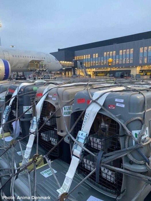Hundarna lastas av på flygplatsen i Köpenhamn efter resan över Atlanten.