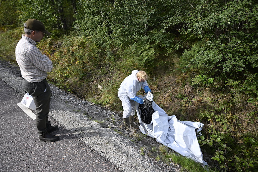 Erik Ågren, biträdande statsveterinär SVA och Emil Wikström-Lassa, doktorand SVA, tar prover från ett vildsvinskadaver i ett skogsområde i Västmanland utanför Fagersta under fredagen.