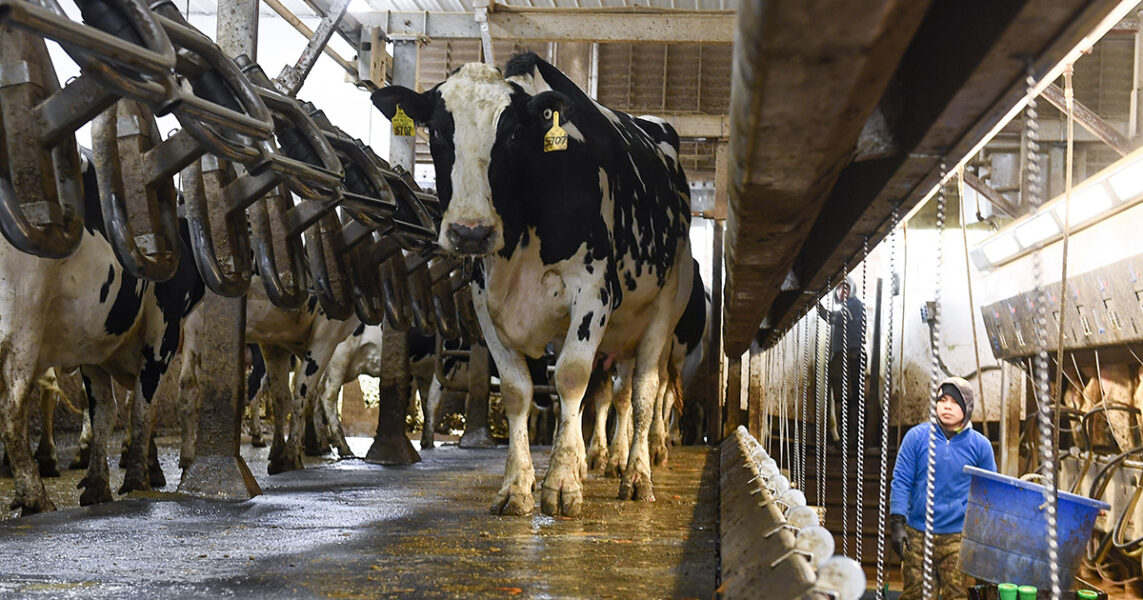 Kor på en mjölkgård i New York 2022.