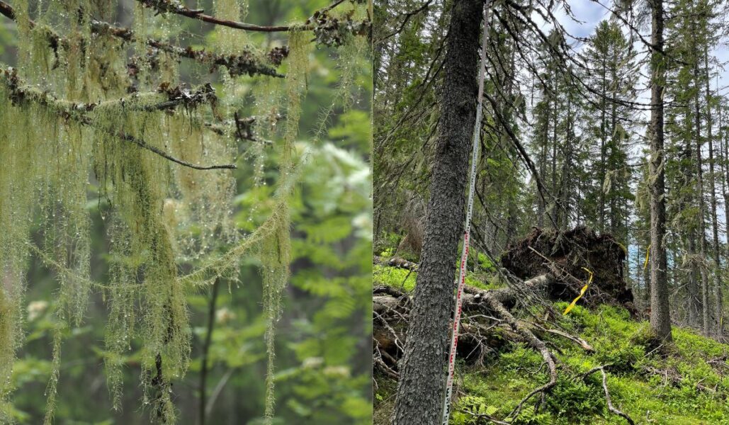 Blöta bålar av långskägg på grenar av gran i Skuleskogens nationalpark.