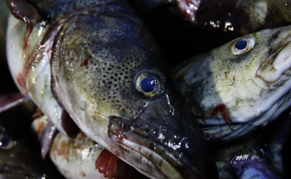 I många exploaterade fiskbestånd råder det idag brist på äldre och större fisk.