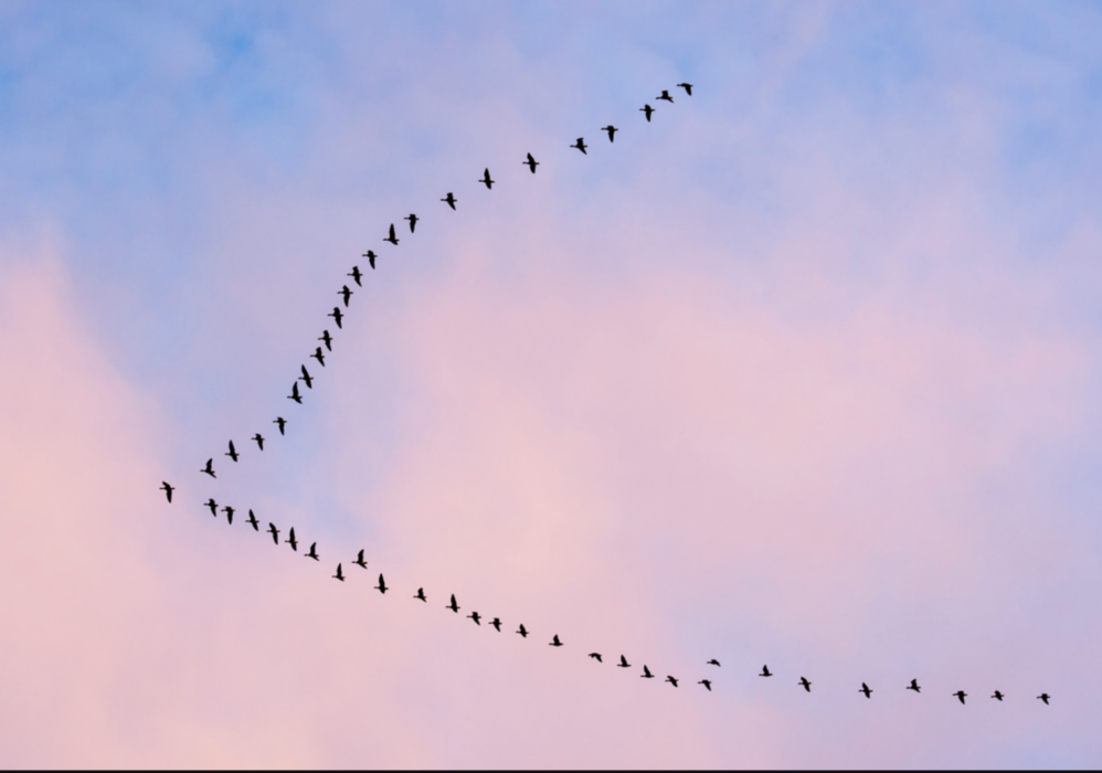 Risken för spridning av fågelinfluensa ökar när flyttfåglarna börjar röra på sig, varnar Jordbruksverket.