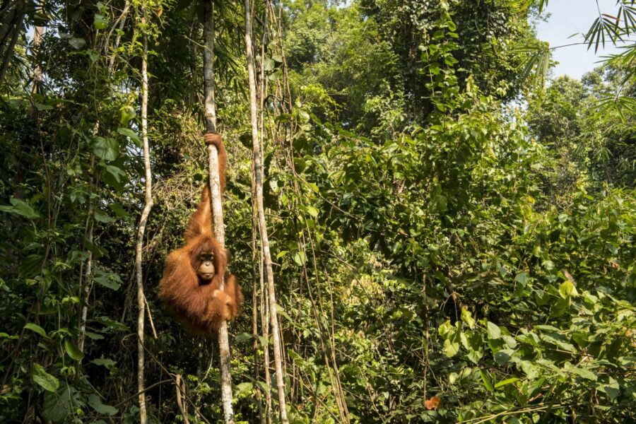 Avskogningen drabbar regnskogens djur, däribland orangutangen.