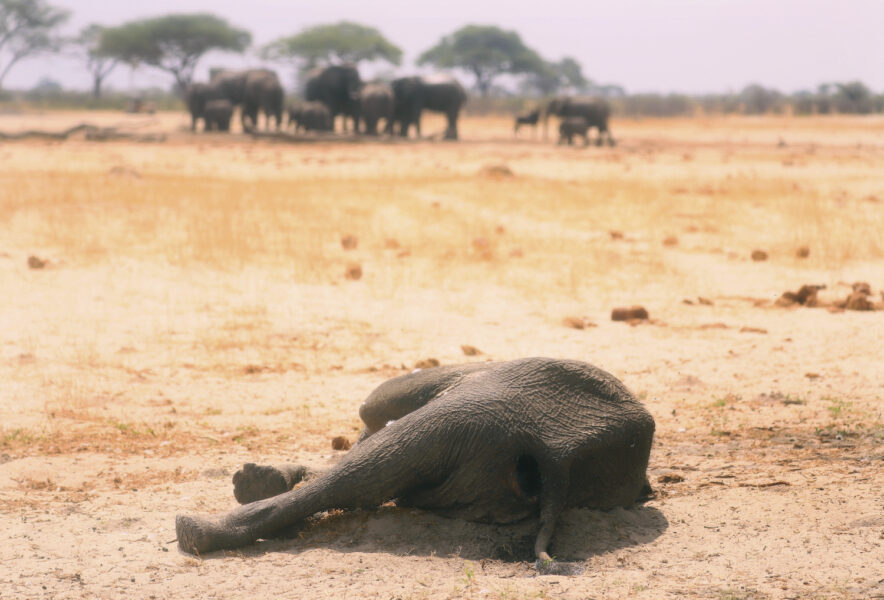 Forskare har upptäckt vad som troligen orsakat att en mängd elefanter dog i Zimbabwe för tre år sedan.