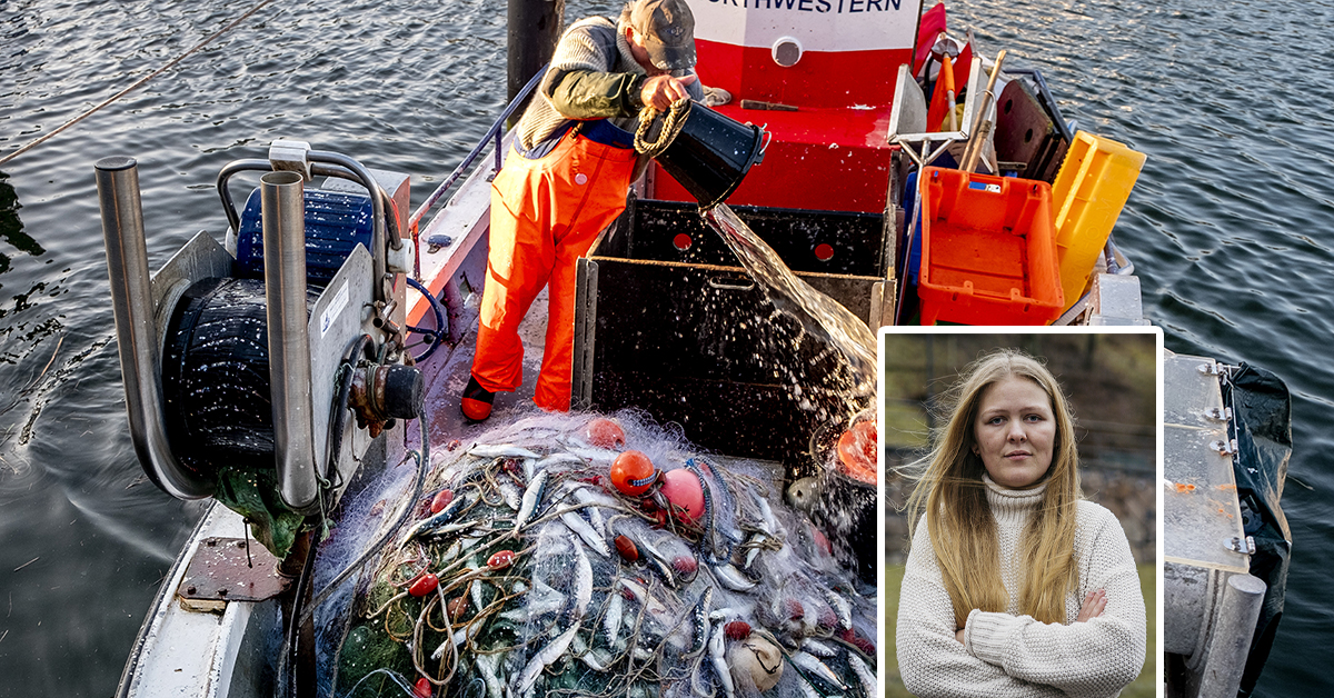 Sillen och torsken kan ta slut i Östersjön.