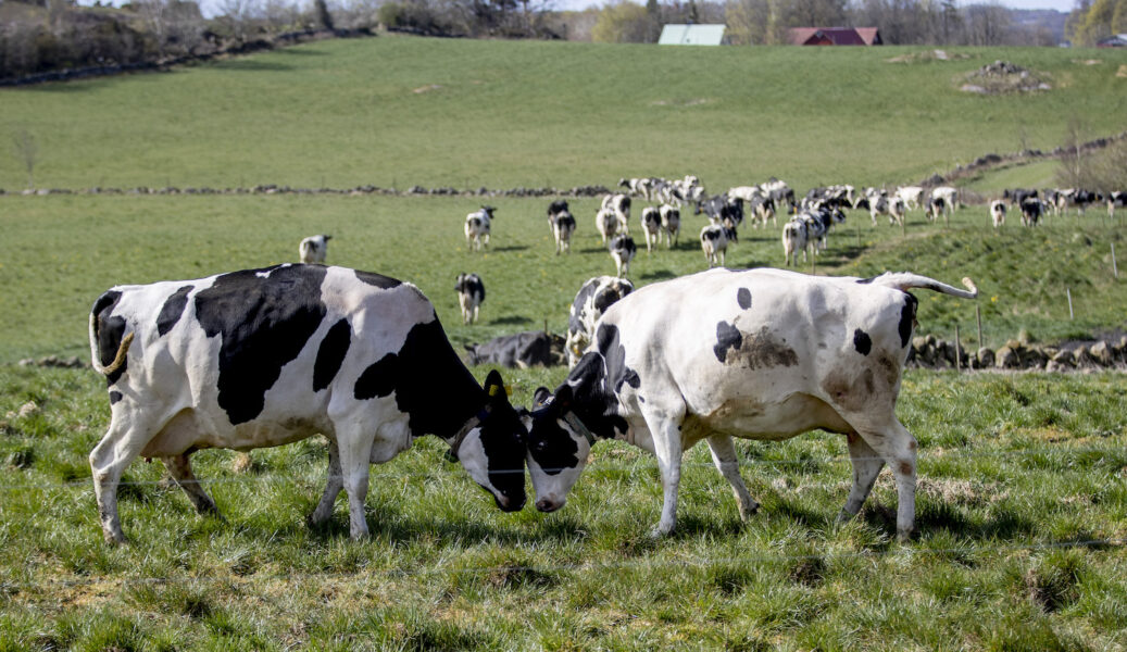 Betande kor, deras metanutsläpp och dess klimatpåverkan har varit en het diskussion sedan många år.