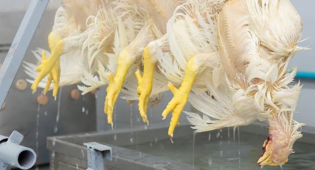 Vid minst ett tillfälle under 2022 ska en kyckling ha skållats levande på Atrias slakteri.