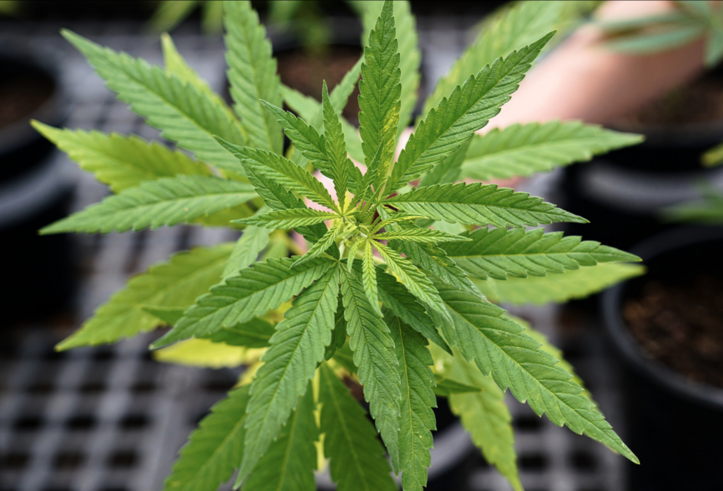 CBD är en produkt som utvinns ur industrihampa.