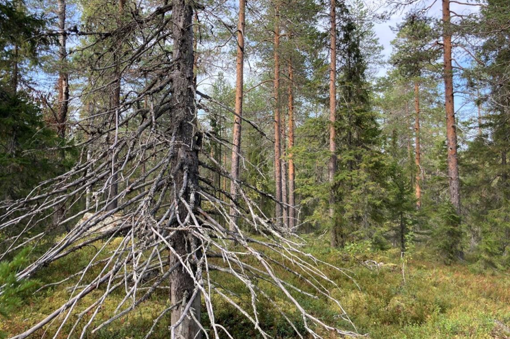 Gammal stående död gran i den avverkningsanmälda naturskogen vid sjön Onkijärvi.