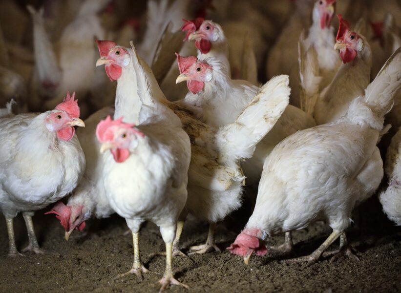 Jordbruksverket har beslutat att alla höns hos äggproducenten CA Cedergren ska avlivas.