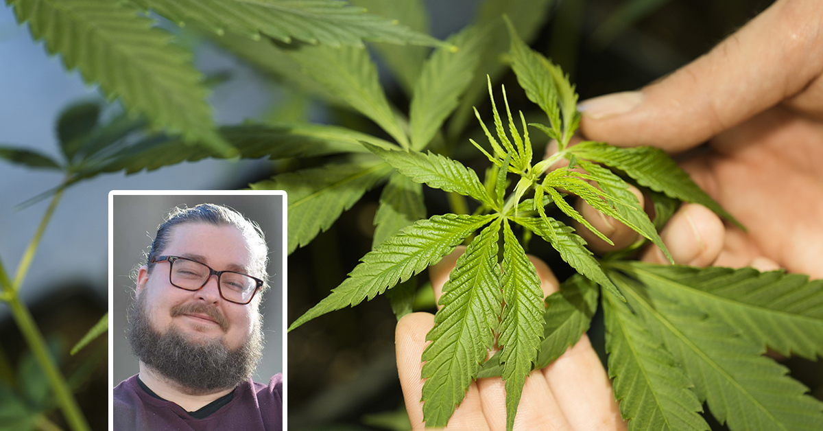 En cannabisplanta på Cannabismuseet i Berlin i Tyskland – ett av de EU-länder som är på väg att legalisera cannabis.