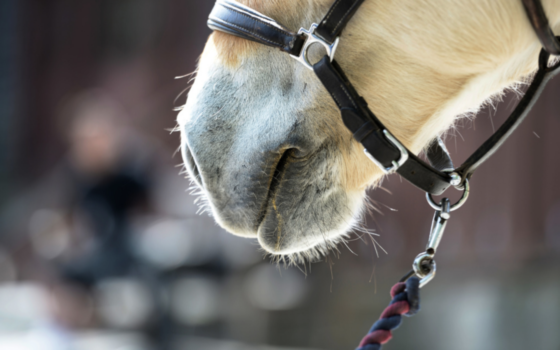 Huvudskador är den allra vanligaste skadan i samband med en ridolycka, visar siffror från försäkringsbolaget Folksam.