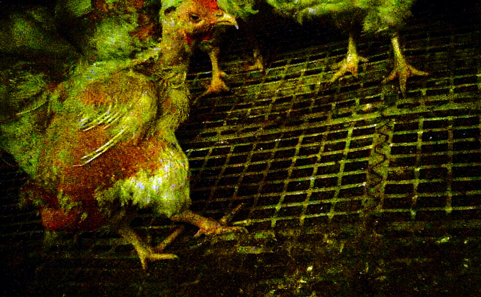 Det granskade företaget står bakom 99 procent av den svenska kycklingindustrin, enligt Djurrättsalliansen.
