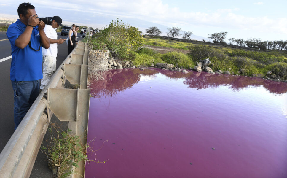 Severino Urubio från Hilo, Hawaii, tar bilder av den rosa dammen i reservatet Kealia Pond National Wildlife Refuge.