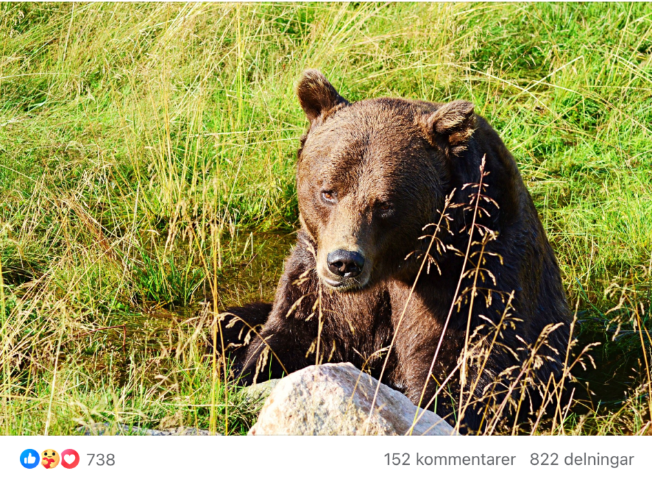 Många hjälpte till för att rädda björnen Diego från avlivning.