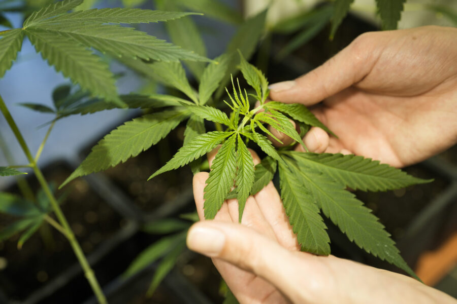 Tysklands cannabisreform legaliserar upp till 25 gram för eget bruk, att ha tre plantor hemma och icke-kommersiell odling på cannabisklubbar.