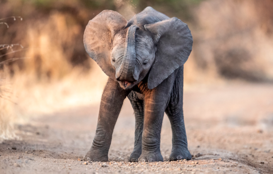 Elefantunge i Sydafrika.