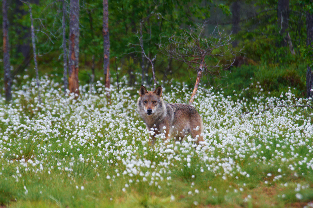 Förslaget från EU-kommissionen öppnar för ökad jakt, men bygger enligt WWF inte på vetenskaplig grund.