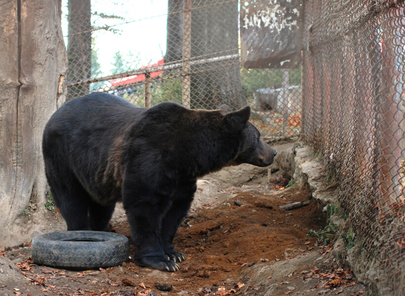 Björnen Baloo lever sina dagar inhägnad i en bur i en rumänsk skidort.