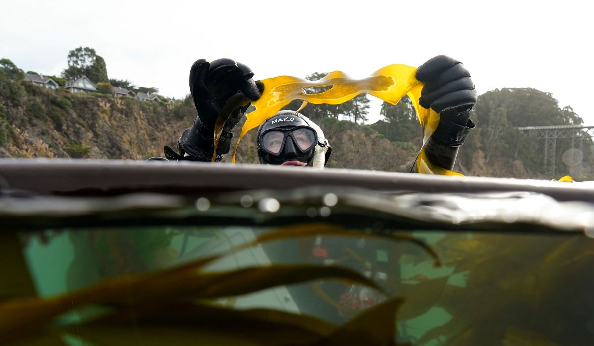 Mer alger - som kelp, skulle kunna öka kolsänkan i världen.