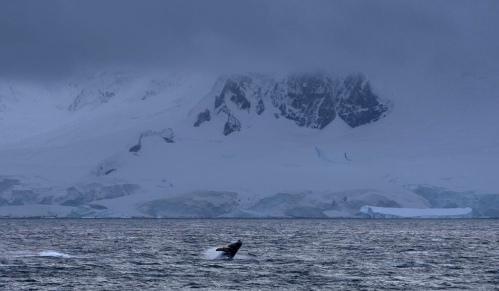 Cirka 98 procent av Antarktis är täckt av inlandsis, som är starkt hotad om den globala temperaturen överskrider två grader.