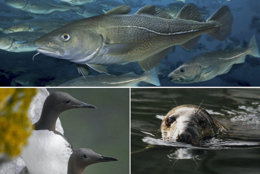 Torskar, sillgrisslor och sälar finns bland de djur som påverkas av miljön i Östersjön.