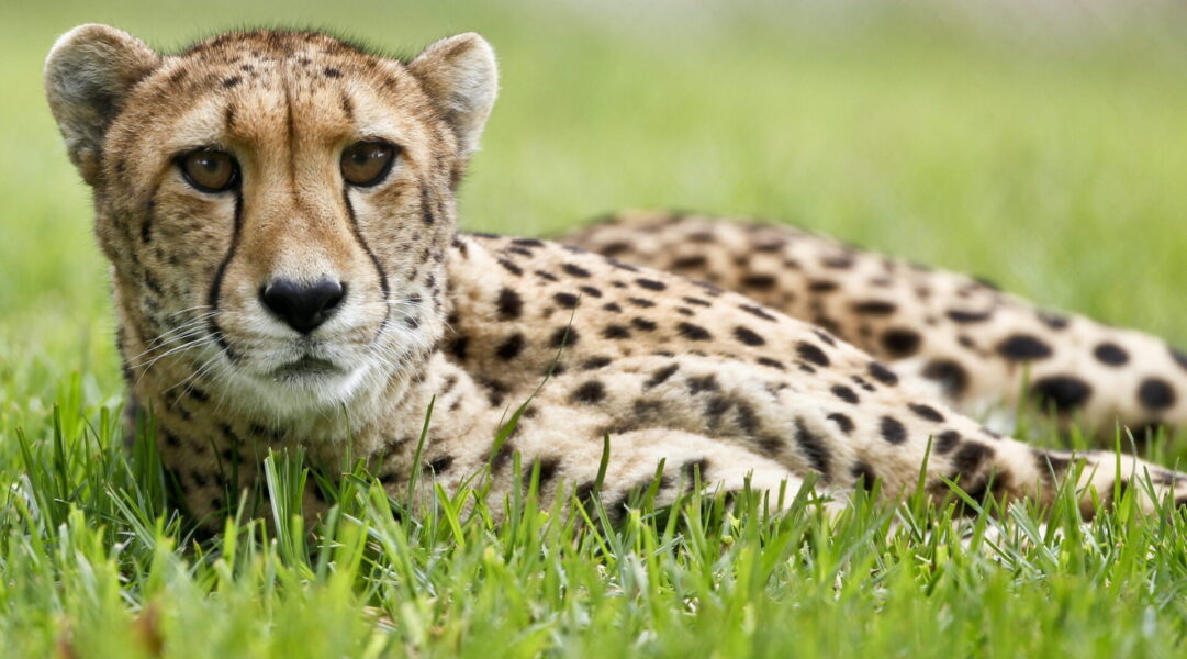 Fyra stycken gepardungar föddes i Indien, flera årtionden efter det att arten förklarats utrotad i landet.