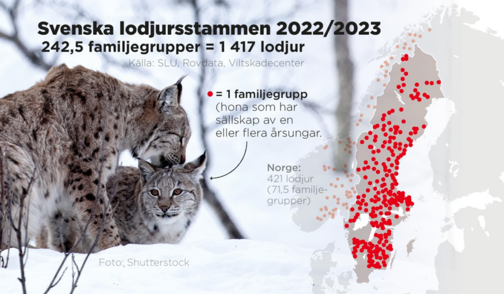 Antal funna familjegrupper i Sverige under säsongen 2022/2023.