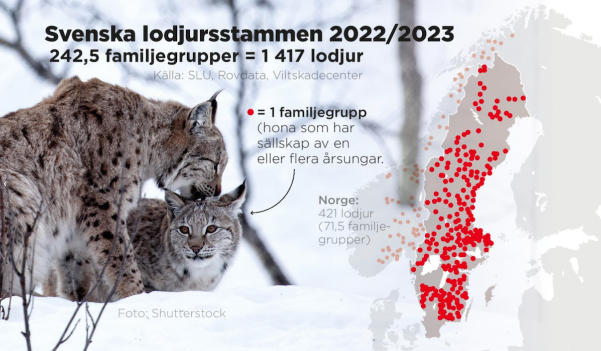 Antal funna familjegrupper i Sverige under säsongen 2022/2023.