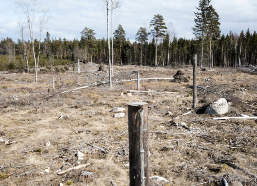 Naturvårdsverket och Skogsstyrelsen vill se en ökning av det hyggesfria skogsbruket.