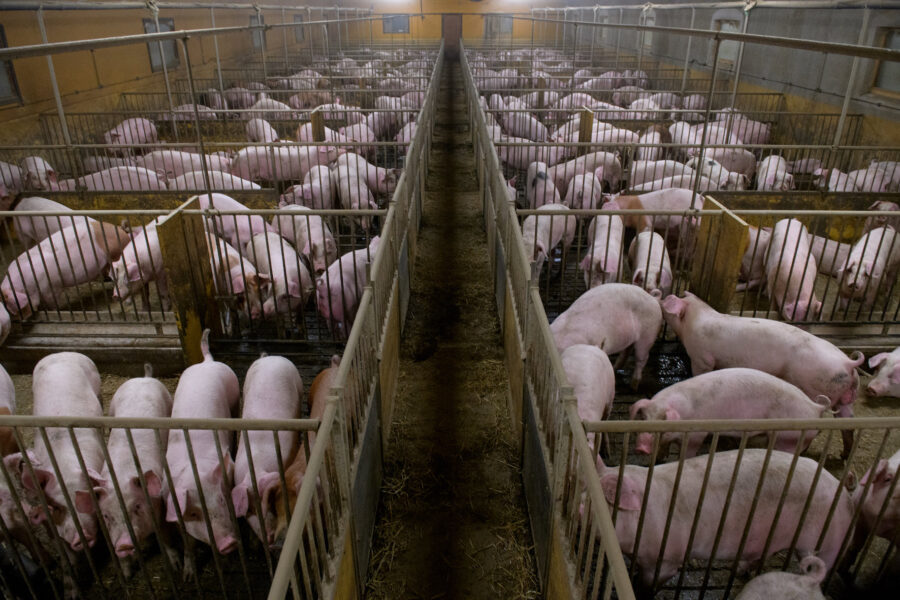 Djurrättsalliansen har flera gånger avslöjat brott mot djurskyddslagen genom att ta sig in på svenska grisgårdar.