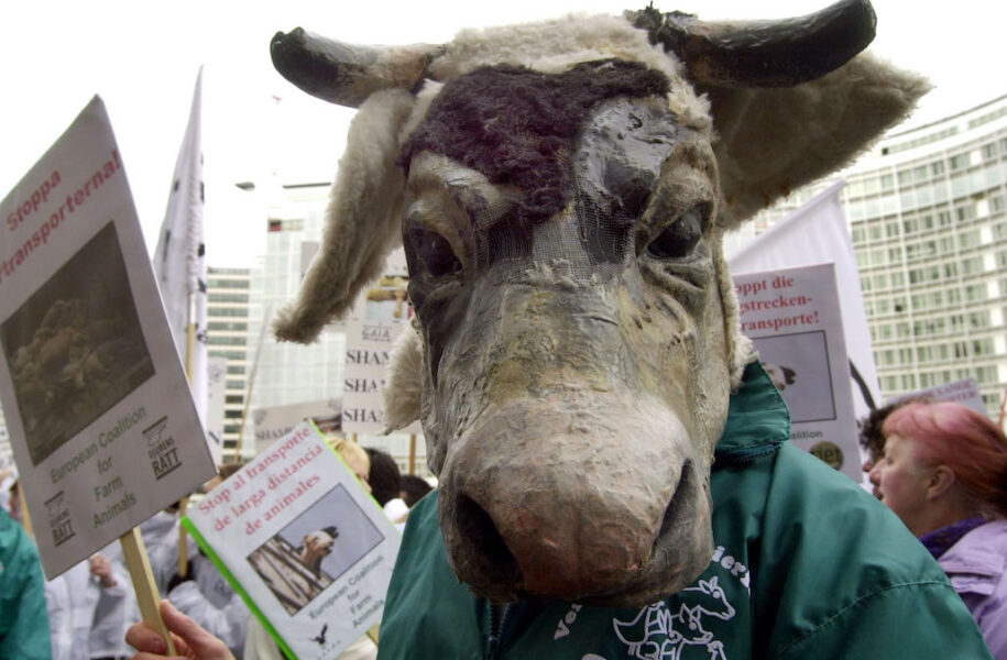 Protest mot långvariga djurtransporter 2001 i Bryssel.