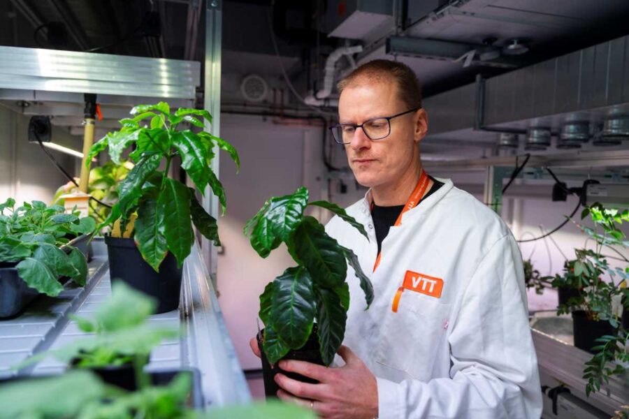 Forskaren Heiko Rischer betraktar en kaffeplanta.