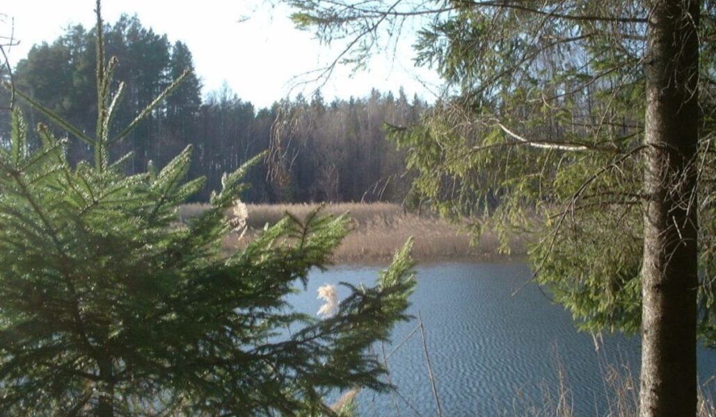 Gammelskogen Augustów är en av skogarna där staten ska begränsa avverkningen.