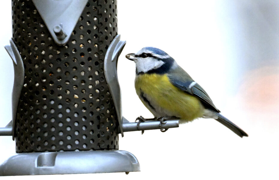 En fågel tar ett frö ur en fröautomat.