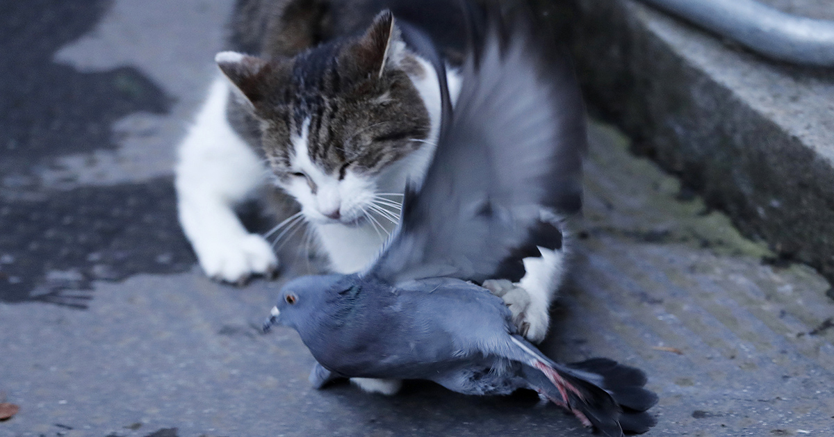Katten Larry bor på premiärministerns residens i London.