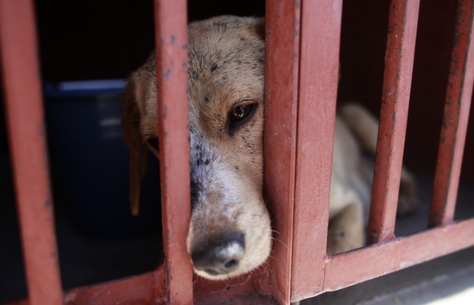 Sydkoreas parlament har röstat ja till ett förbud mot hundkött som mat, rapporterar nyhetsbyrån AP.