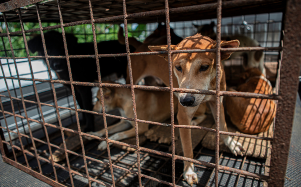 Indonesien är ett av endast en handfull i världen som fortfarande tillåter försäljning av hundkött.