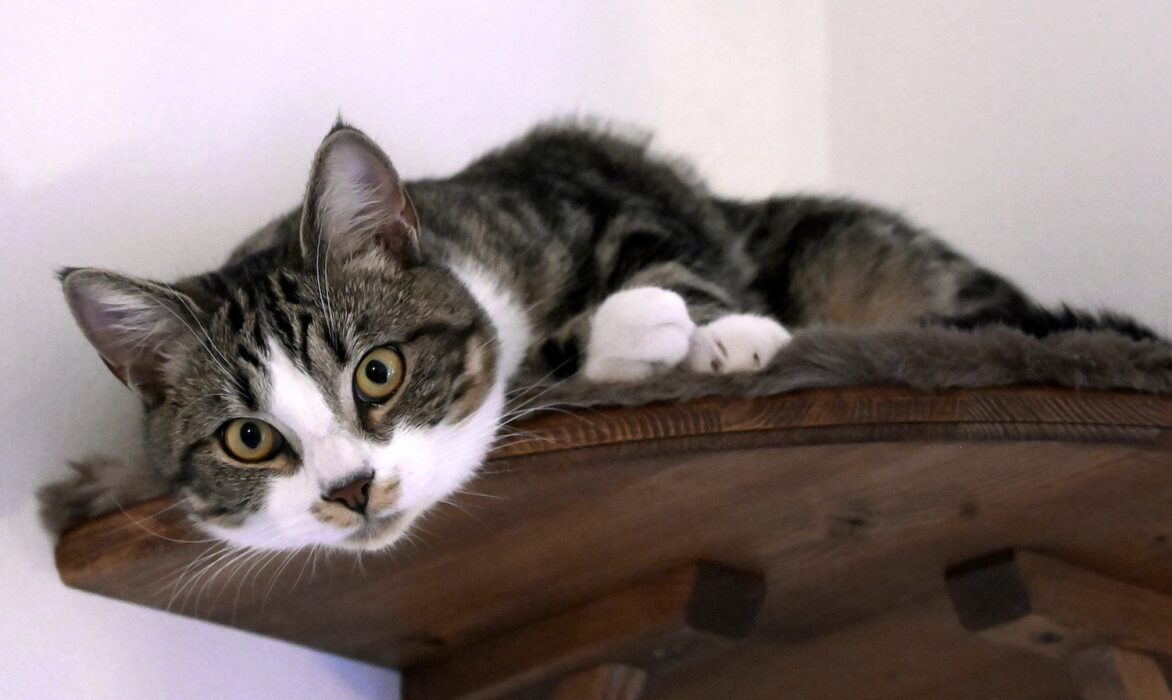 Katten på bilden har inget med artikeln att göra.