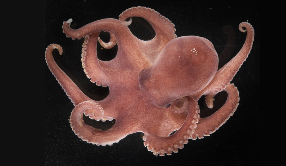 Bläckfisken har fått namnet Muusoctopus aegir.