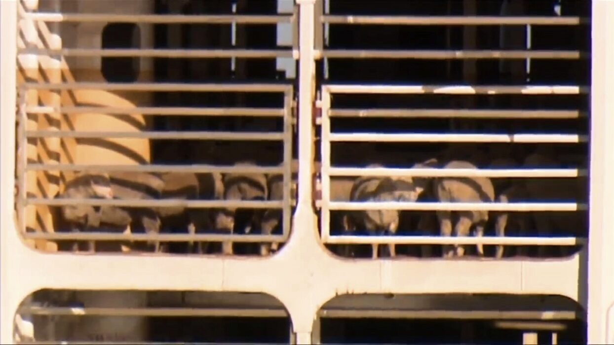 Får ombord på fartyget MV Bahijah, som just nu ligger fast i hamnen i Fremantle i Australien, i väntan på vidare myndighetsbeslut.