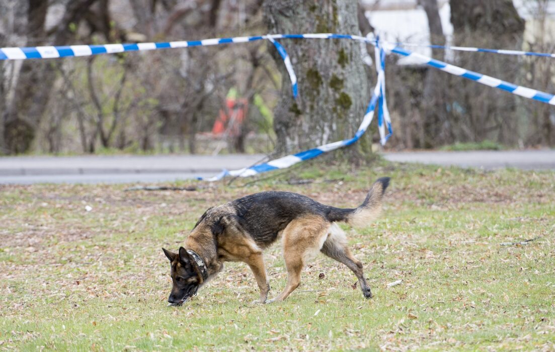 Polishundar bör ha ett tjänstemannaskydd precis som mänskliga poliser, menar många poliser.
