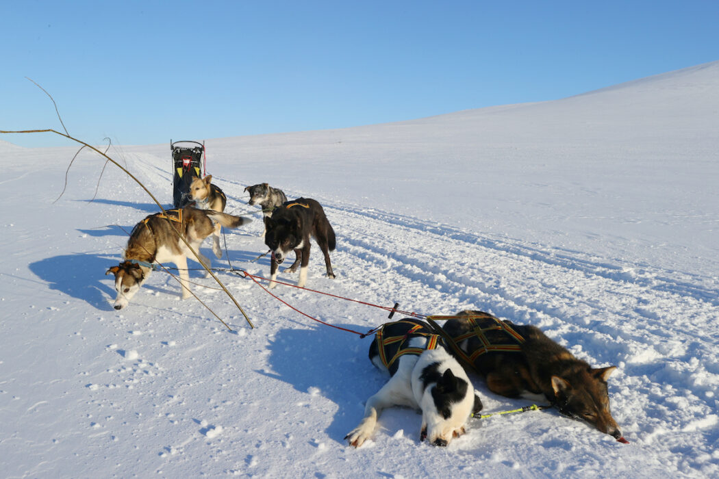 Flera draghundar som har levt i misär hos oseriösa företagare och har omhändertagits.