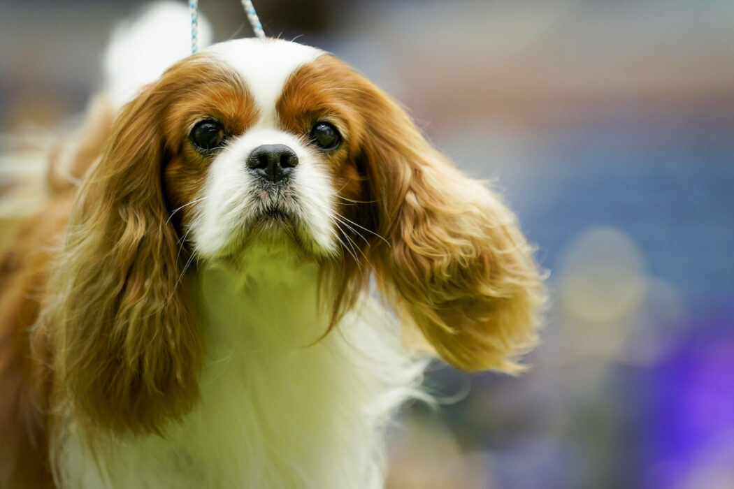 Det har införts förbud mot avel på trubbnosiga cavalier king charles spaniel i Norge.