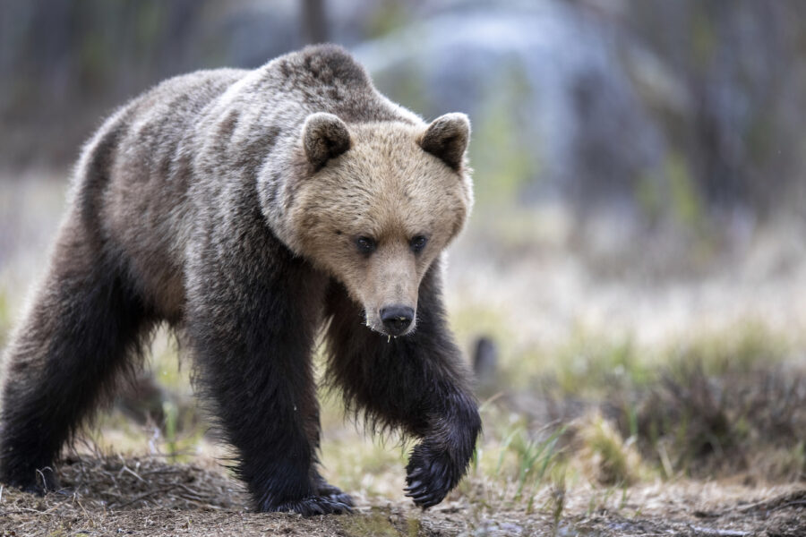 Sverige står bakom förslag om sänkt skydd för björn och lodjur.