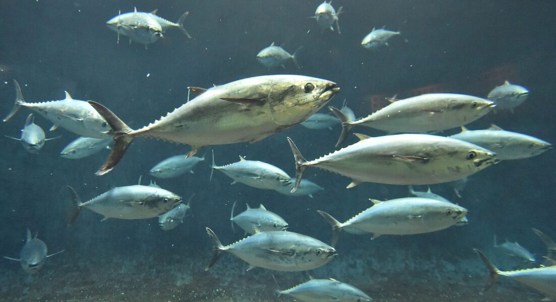Blåfenad tonfisk är en av många hotade migrerande arter i världen.