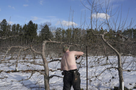 En man beskär äppelträd i bar överkropp trots att snön ligger kvar på marken